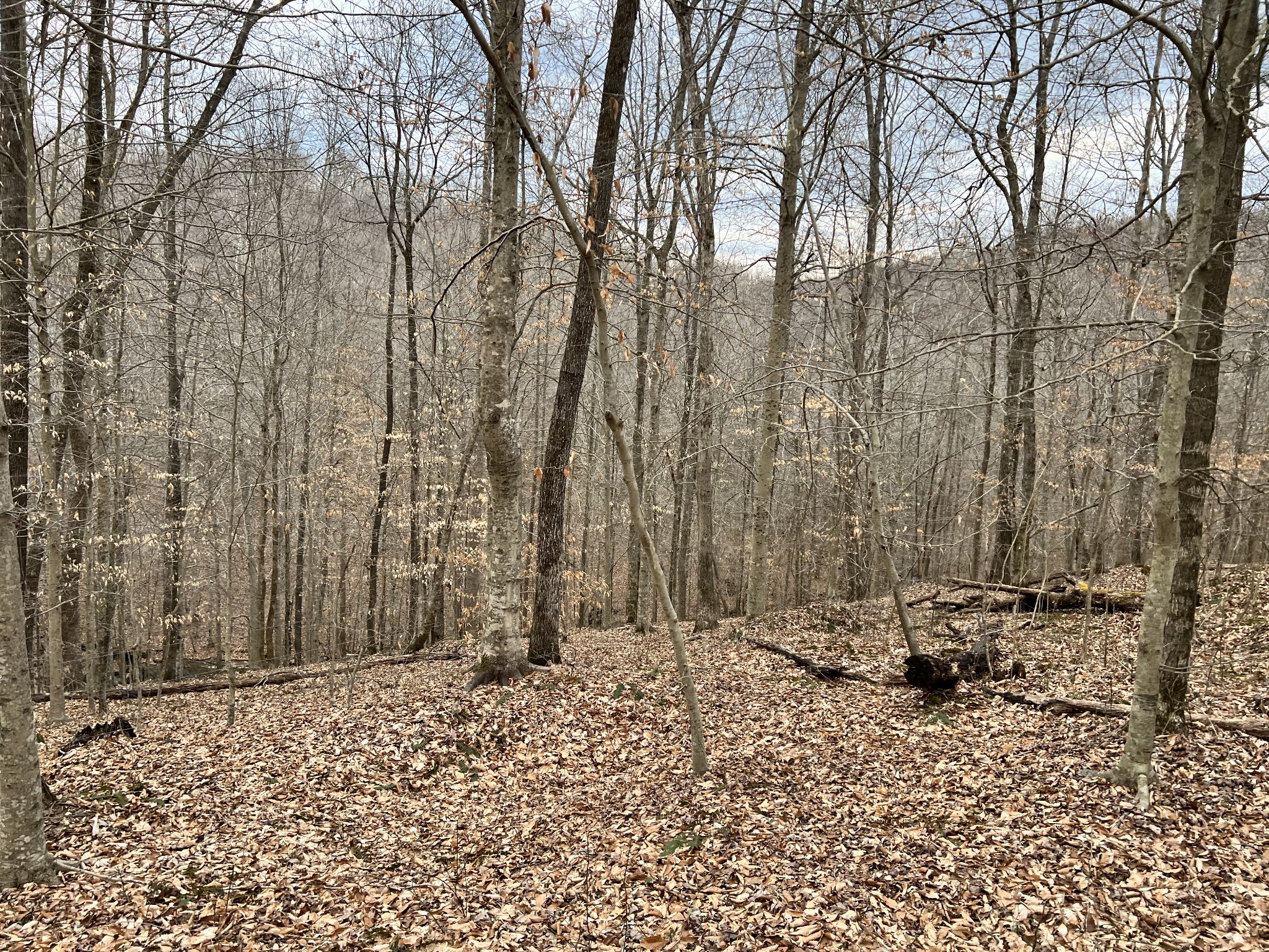 1911 Smalling Road Lafayette, TN 37083 - Photo 28 of 60 a backyard of a house with lots of green space