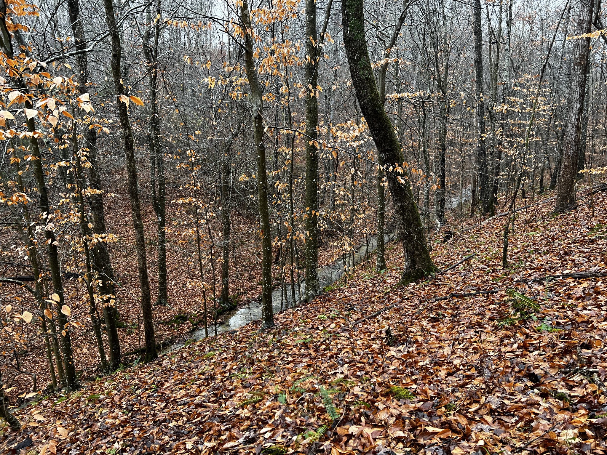 1911 Smalling Road Lafayette, TN 37083 - Photo 33 of 60 a view of a yard with large trees