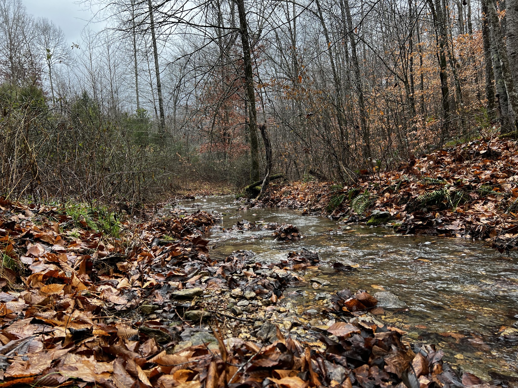1911 Smalling Road Lafayette, TN 37083 - Photo 36 of 60 a view of a forest with trees