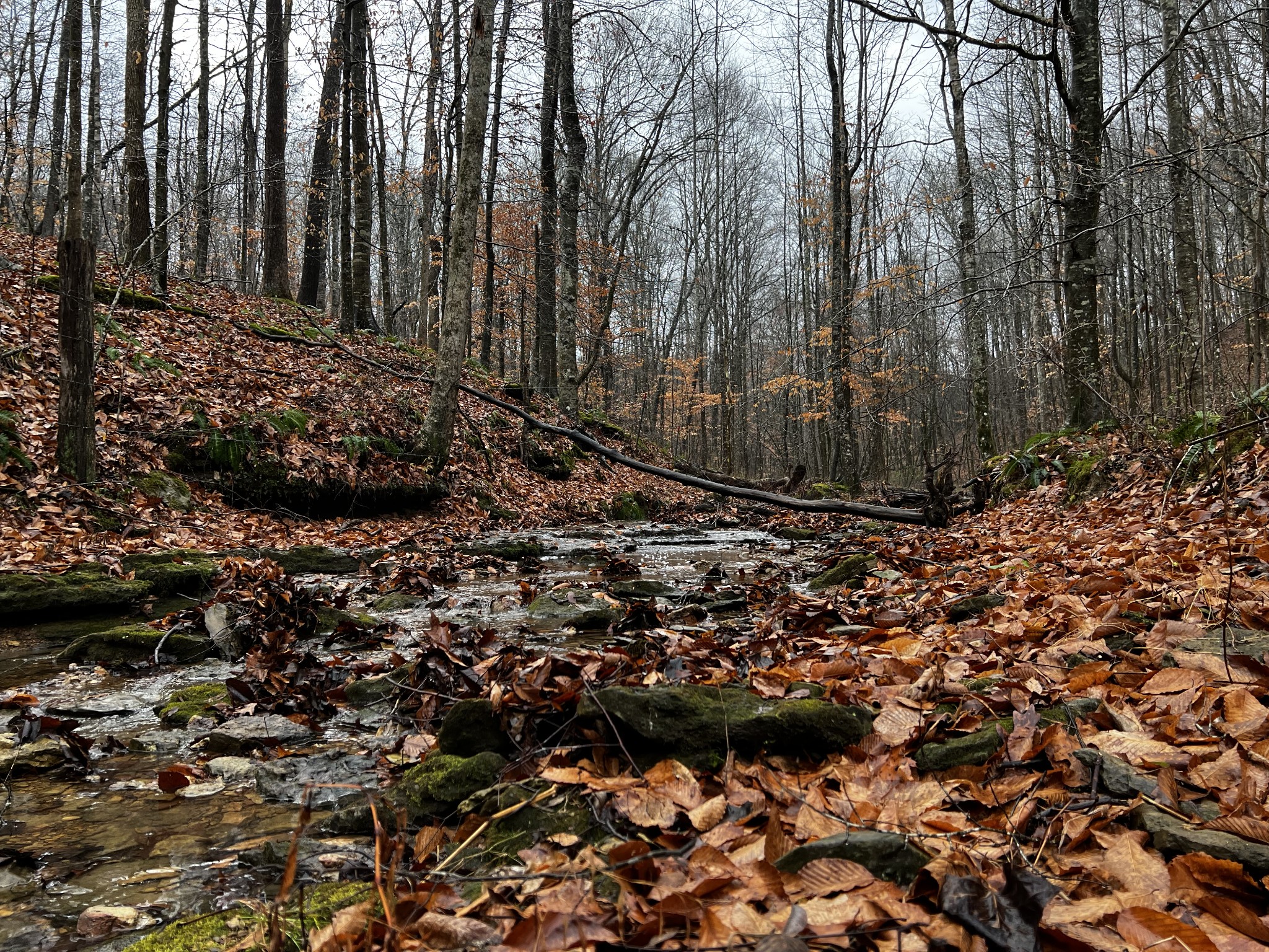 1911 Smalling Road Lafayette, TN 37083 - Photo 37 of 60 a view of a backyard of the house