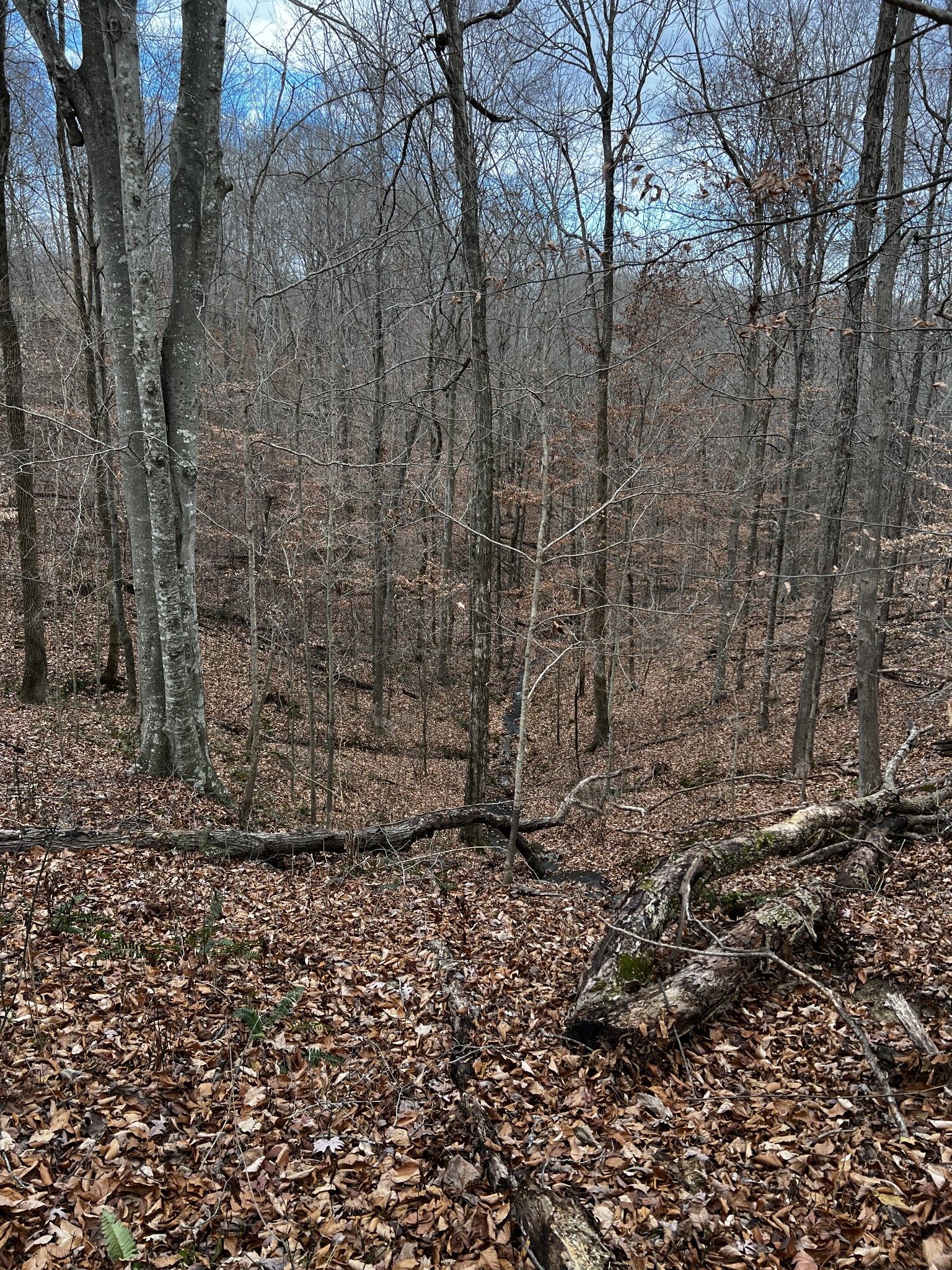 1911 Smalling Road Lafayette, TN 37083 - Photo 39 of 60 a view of a yard