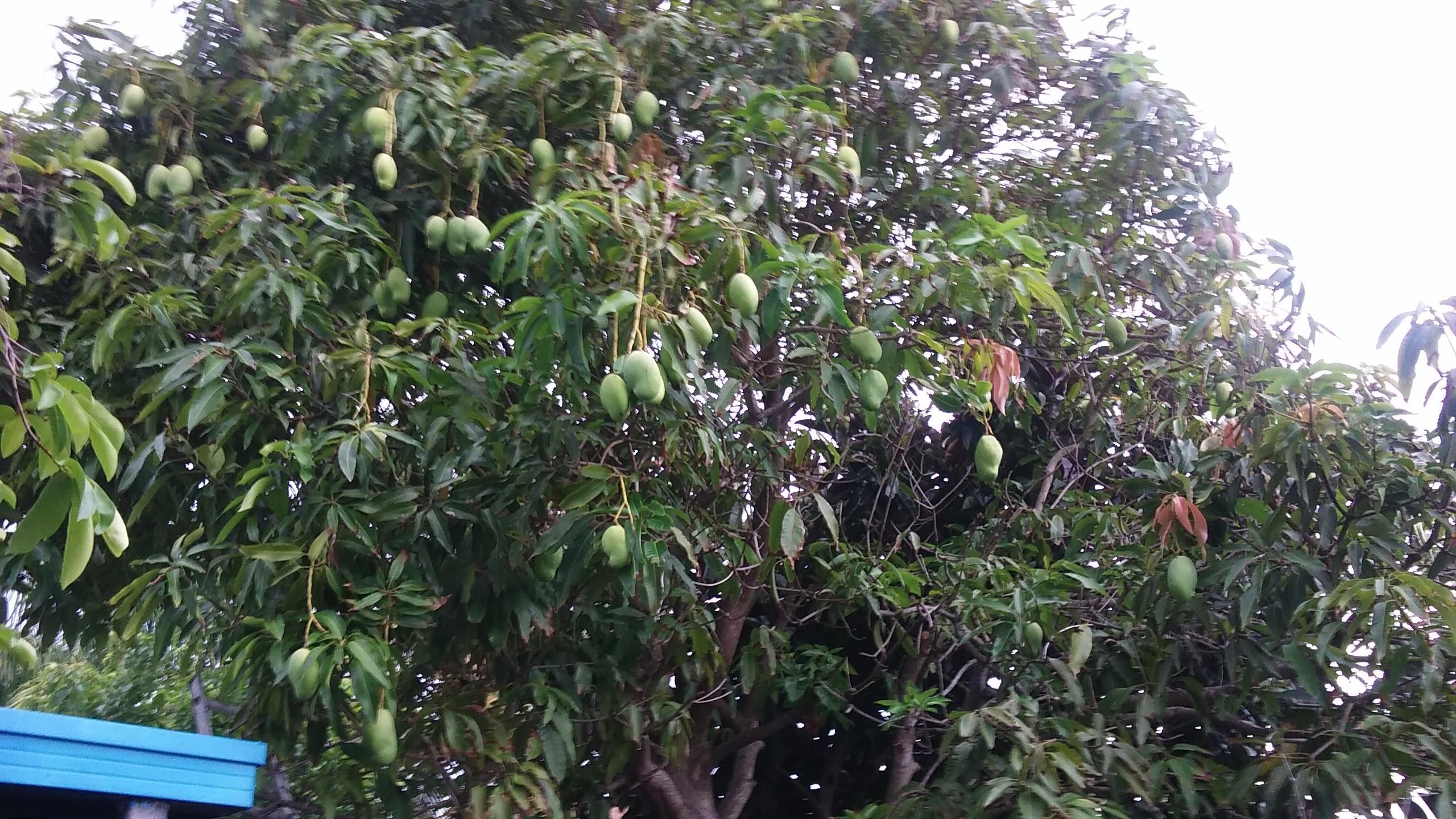 3532 North Dixie Highway Boca Raton, FL 33431 - Photo 4 of 5 3532 fruit trees