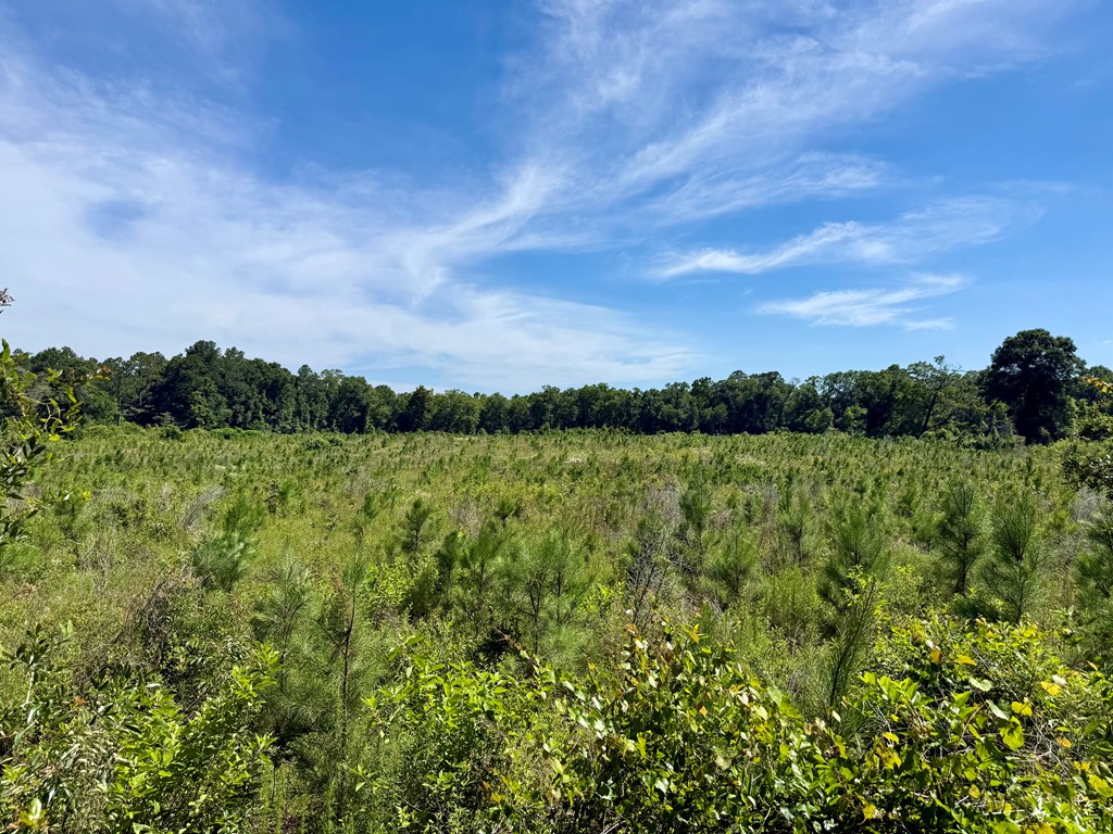 60-acres Hutton Road Hartford, AL 36344 - Photo 5 of 31