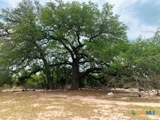 a view of a yard with a tree