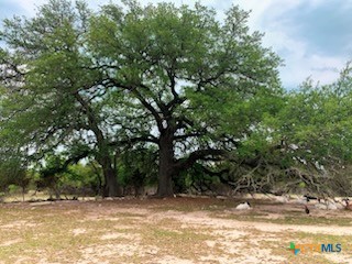 880 County Road 3100 Kempner, TX 76539 - Photo 24 of 33 a view of a yard with a tree