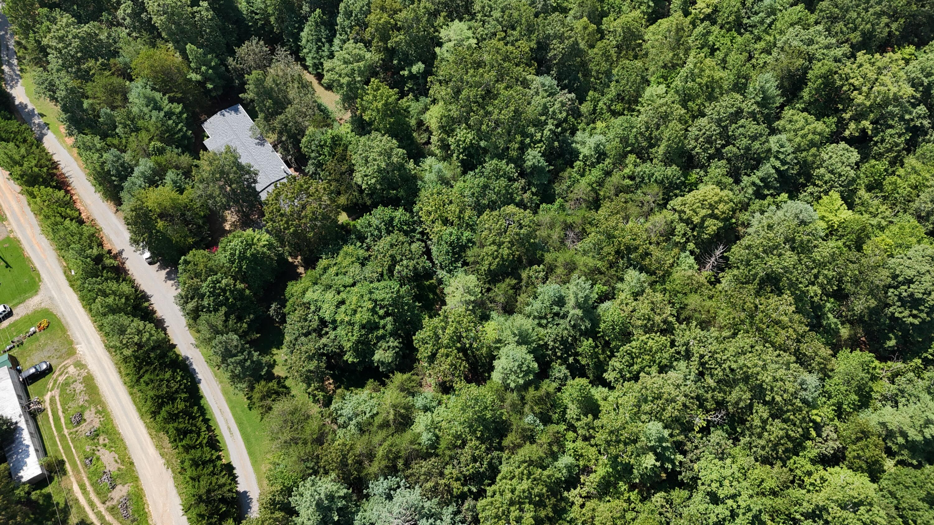 460 White Oak Road Boones Mill, VA 24065 - Photo 42 of 45 a close up of a plant in a garden