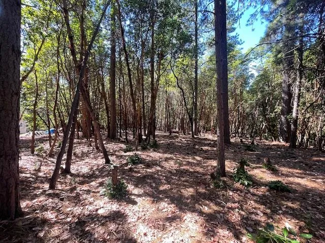 a view of trees and tree