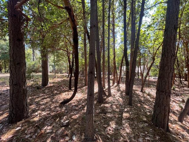 3191 Pine Cone Court Placerville, CA 95667 - Photo 8 of 37 a backyard of a house with lots of trees