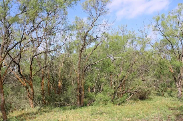 a view of a tree in a yard