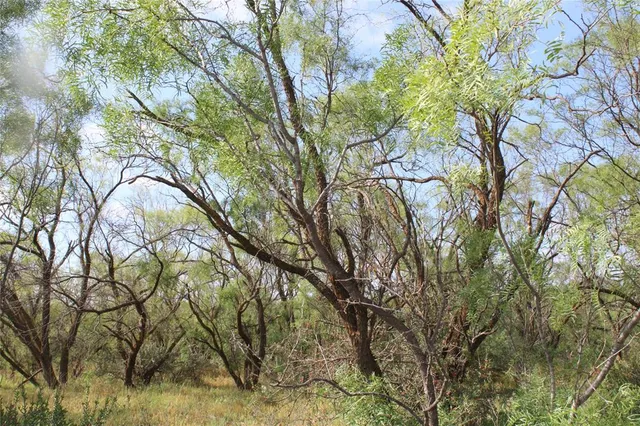 a view of a forest with a tree
