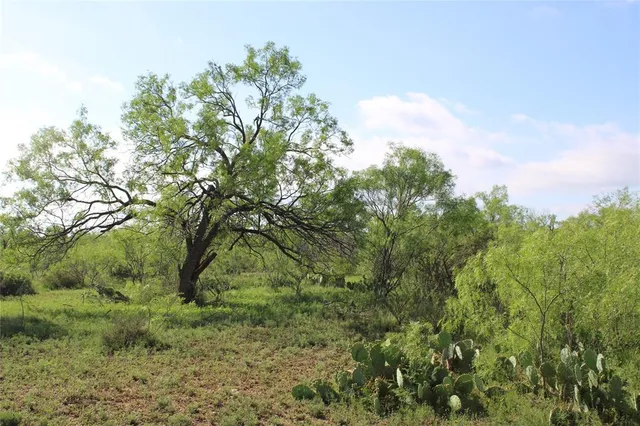 a view of a dry yard with trees