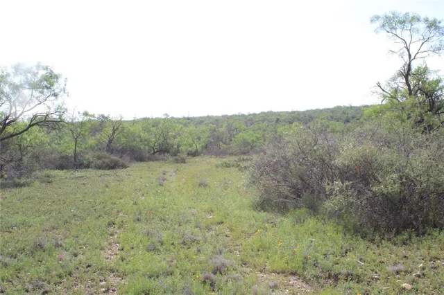 a view of a forest with trees in the background