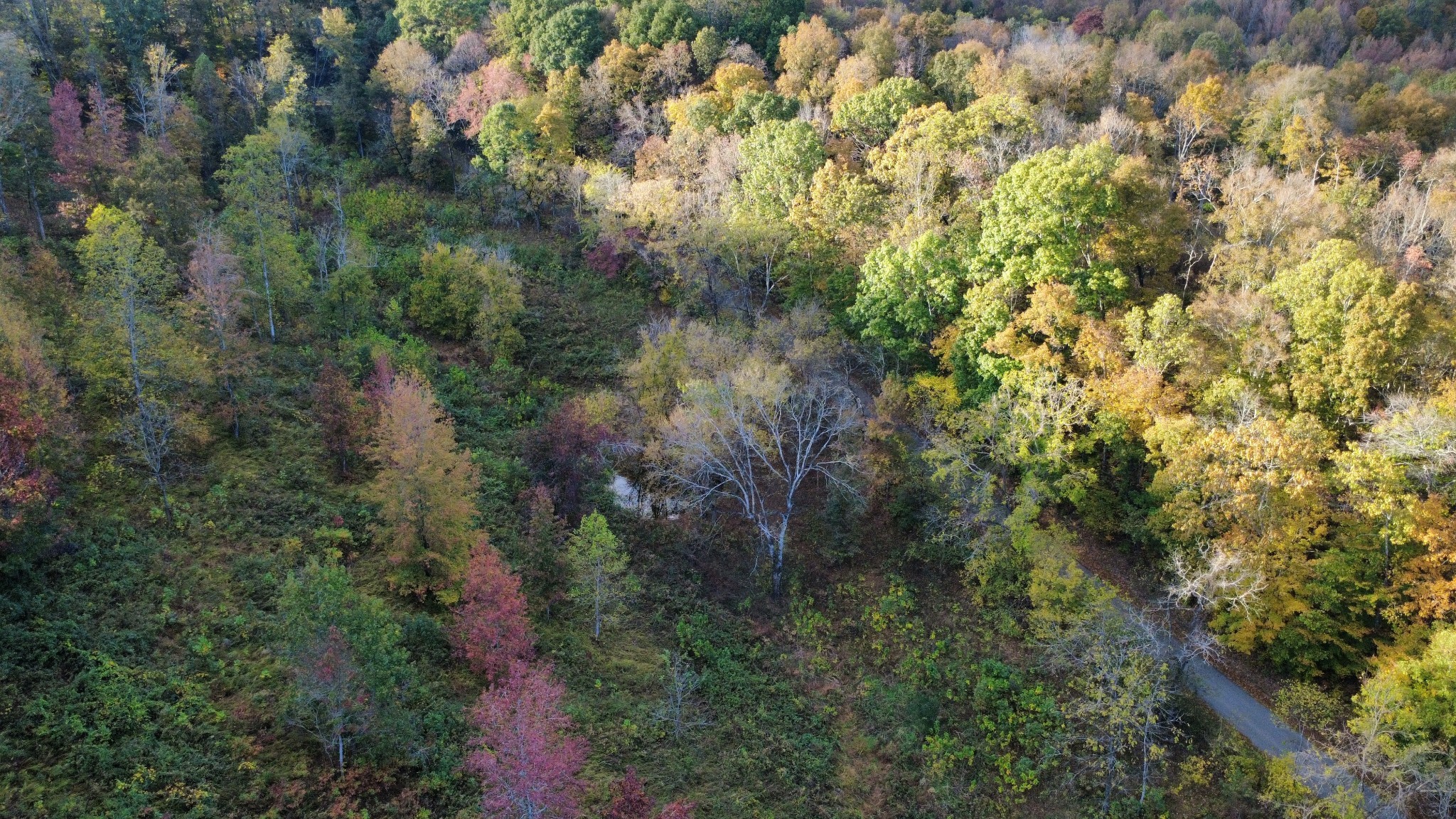 440 Big Spring Hollow Road Pulaski, TN 38478 - Photo 7 of 7