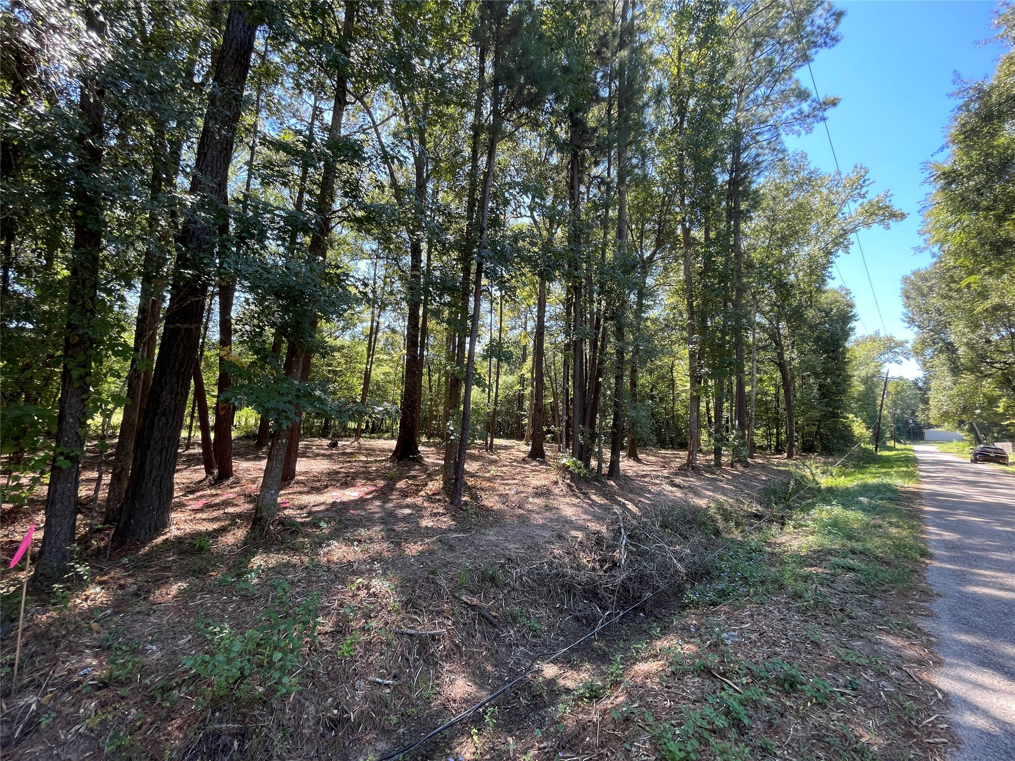 0 County Road 3812 Cleveland, TX 77328 - Photo 1 of 5 a view of a forest with trees in the background