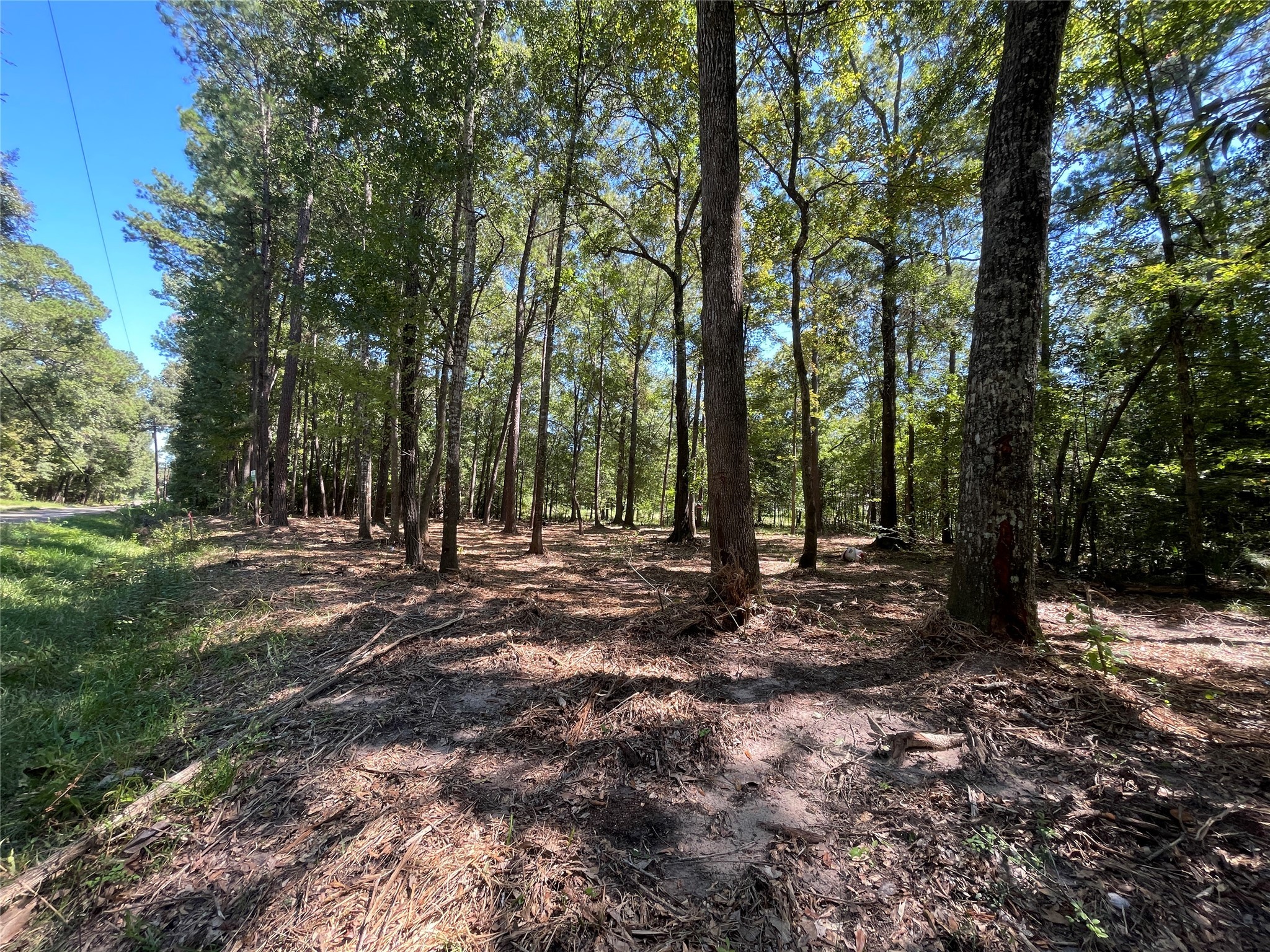 0 County Road 3812 Cleveland, TX 77328 - Photo 4 of 5 a view of a forest with trees in the background