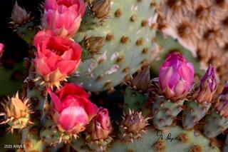 0 West Iver Road, Unit 43 & 35 Aguila, AZ 85320 - Photo 19 of 19 a view of a flower