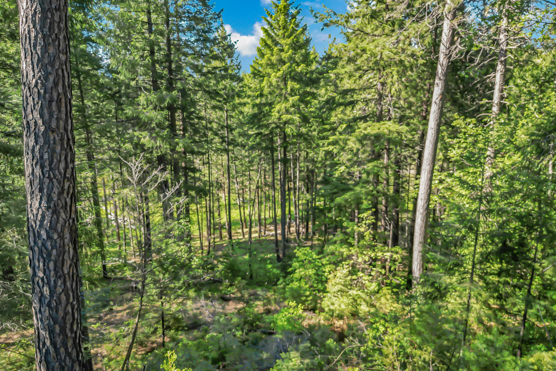 15368 Star Flower Road Oak Run, CA 96069 - Photo 23 of 63 a view of a garden