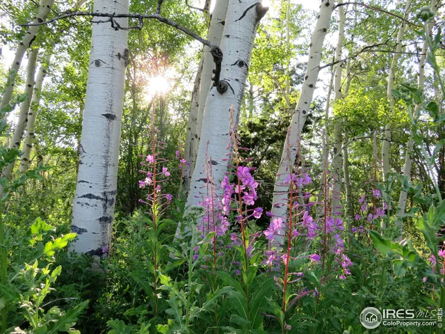 an aerial view of residential house with outdoor space and trees all around