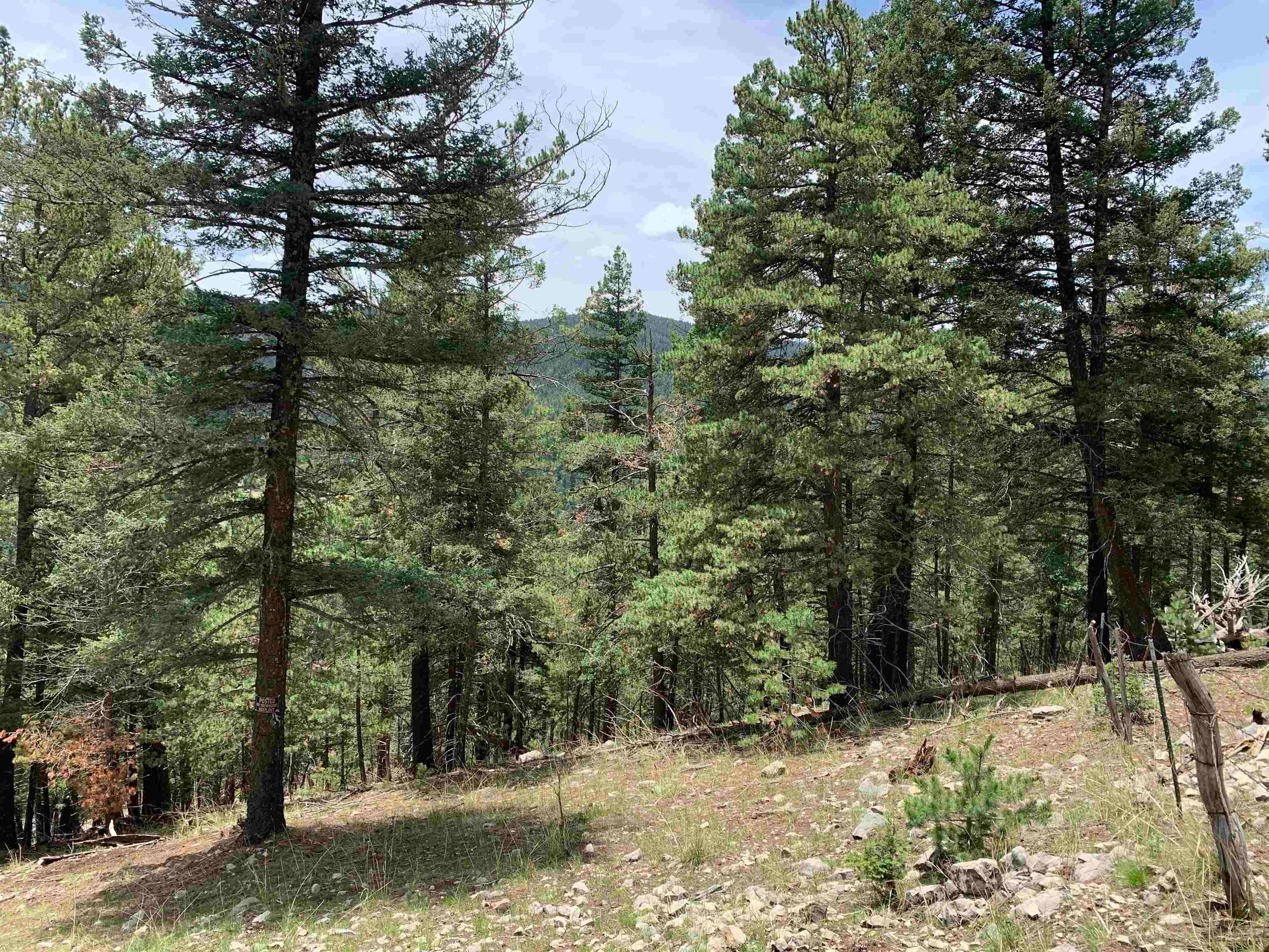 55 Forest View Road Cloudcroft, NM 88317 - Photo 8 of 33 Gallery Image 8