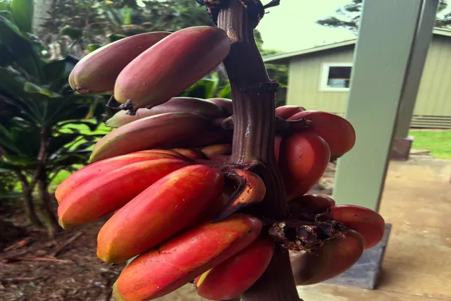 a picture of a plant