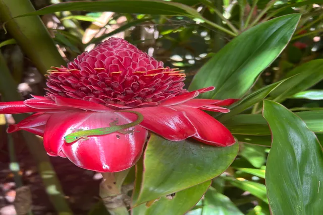 $1,450,000 | 8040 Hana Highway, Haiku, HI 96708