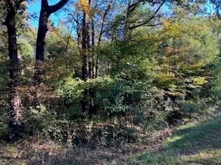 a view of a forest with lots of trees