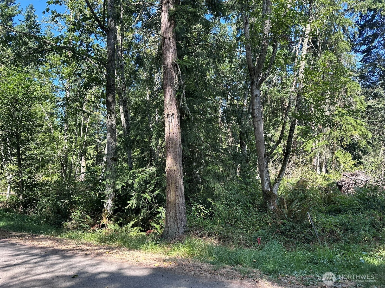 144 Took A Look Lane Sequim, WA 98382 - Photo 1 of 39 a view of a yard with plants and trees