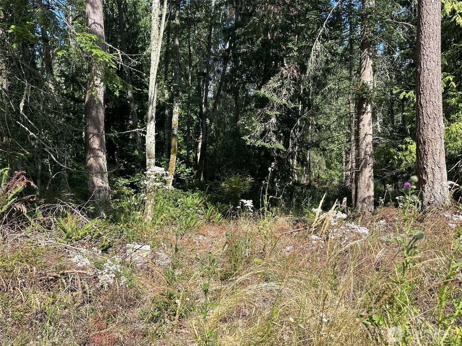 144 Took A Look Lane Sequim, WA 98382 - Photo 12 of 39 a view of a yard with plants and large trees