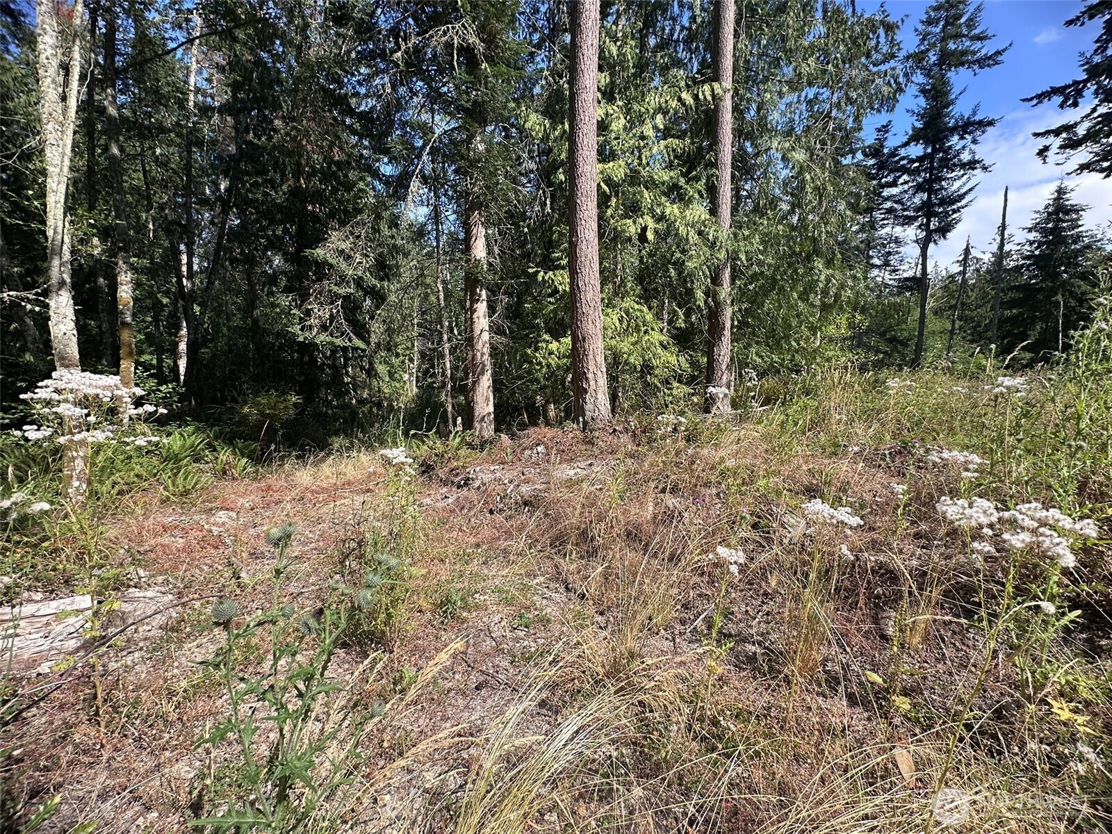 144 Took A Look Lane Sequim, WA 98382 - Photo 13 of 39 a view of outdoor space with trees all around