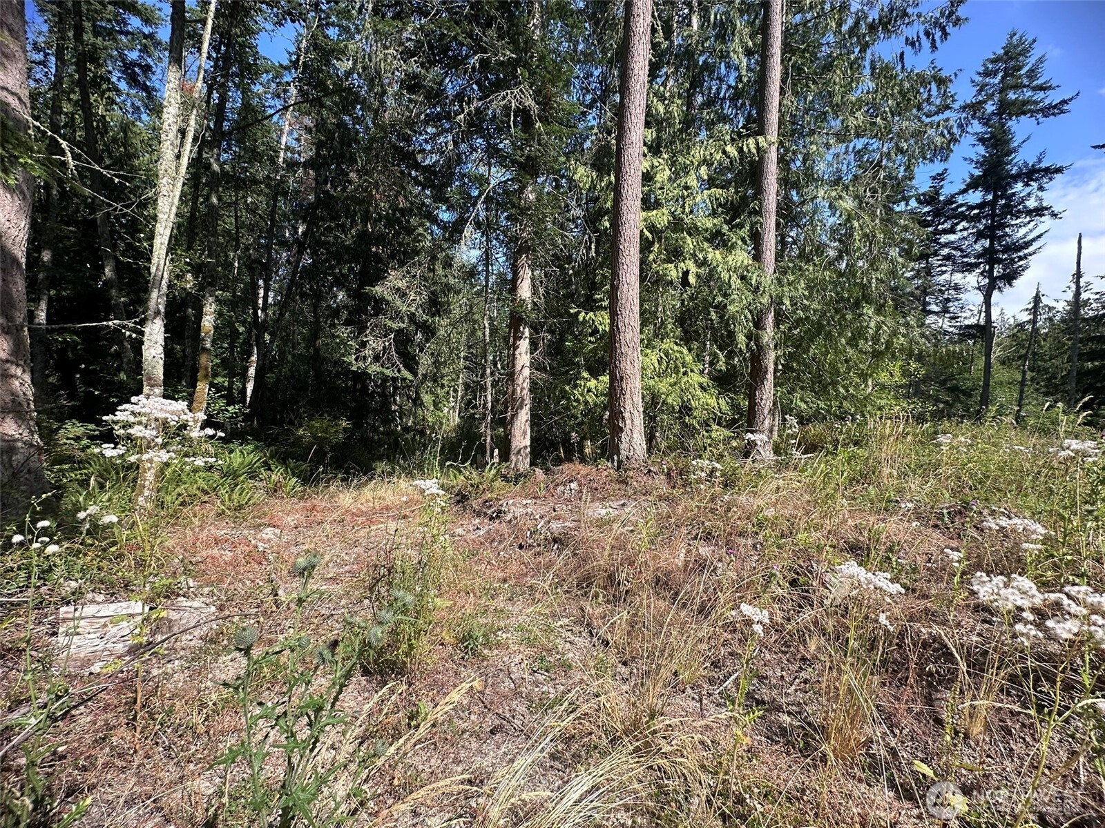 144 Took A Look Lane Sequim, WA 98382 - Photo 14 of 39 a view of backyard with green space
