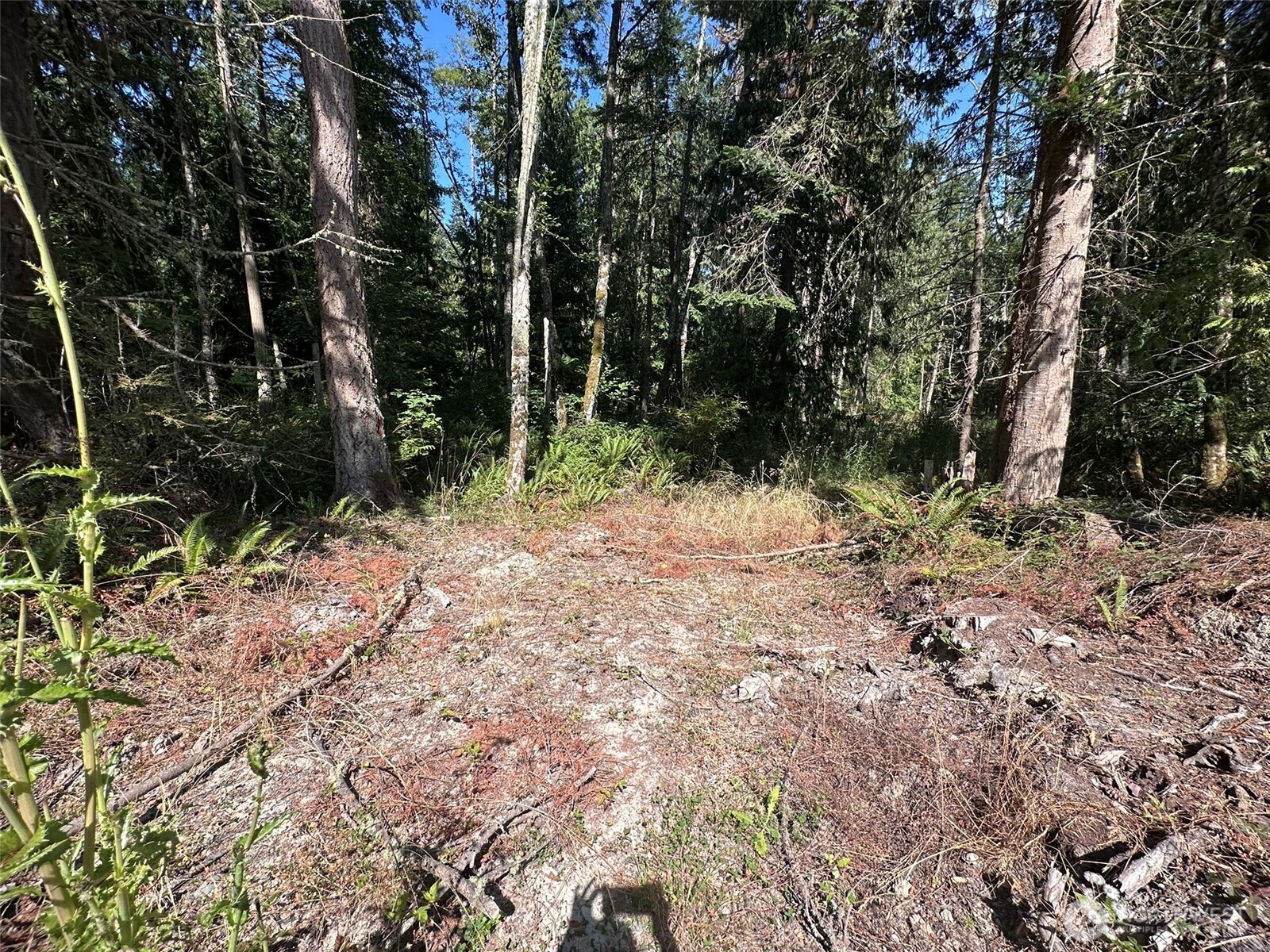 144 Took A Look Lane Sequim, WA 98382 - Photo 15 of 39 a view of a yard with plants and trees