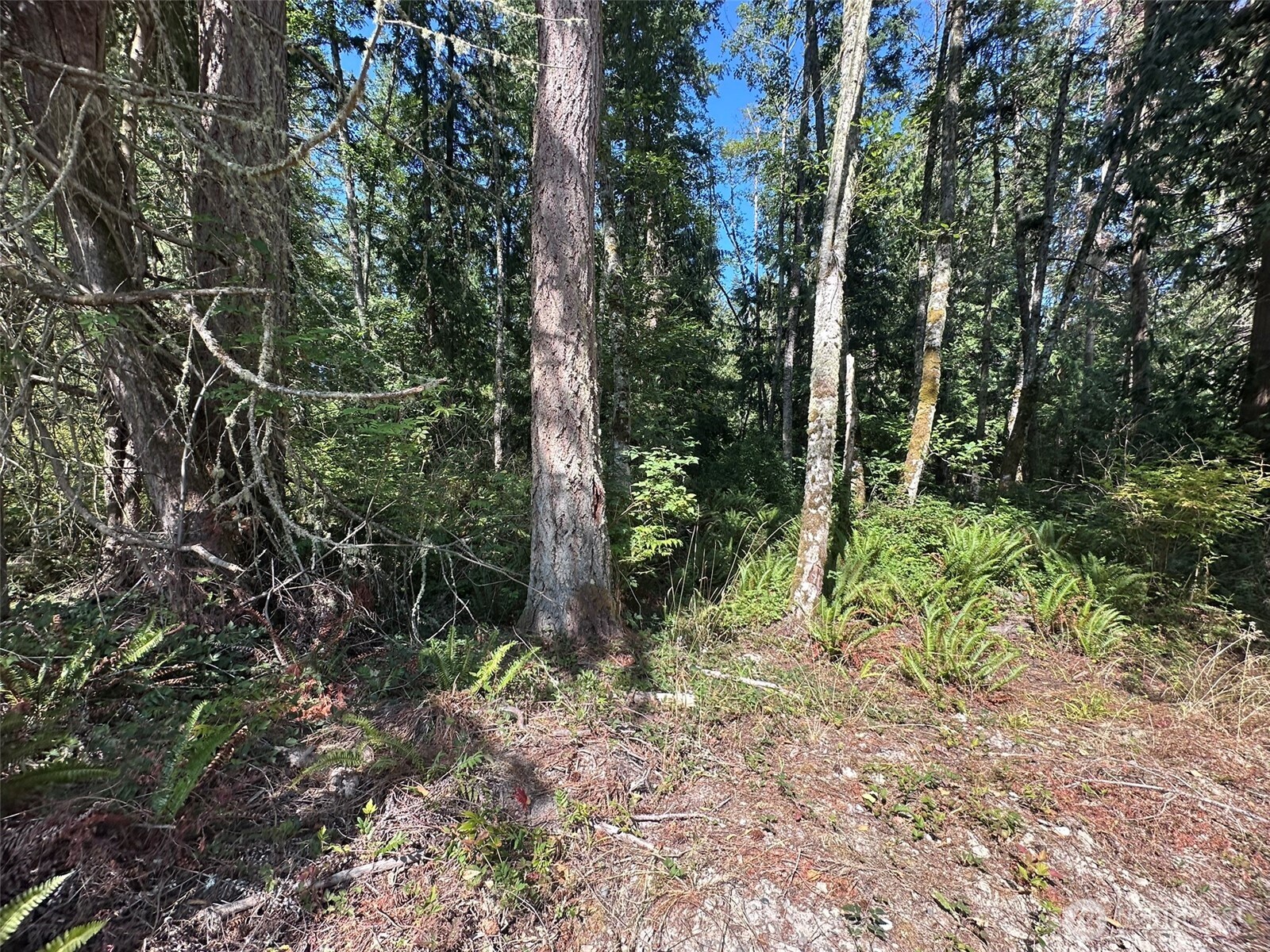 144 Took A Look Lane Sequim, WA 98382 - Photo 16 of 39 a view of a forest with trees