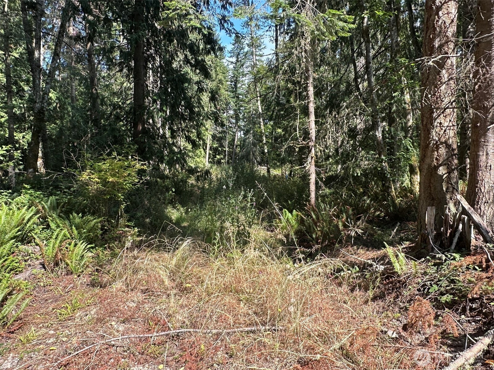 144 Took A Look Lane Sequim, WA 98382 - Photo 17 of 39 a view of a yard with plants and large trees