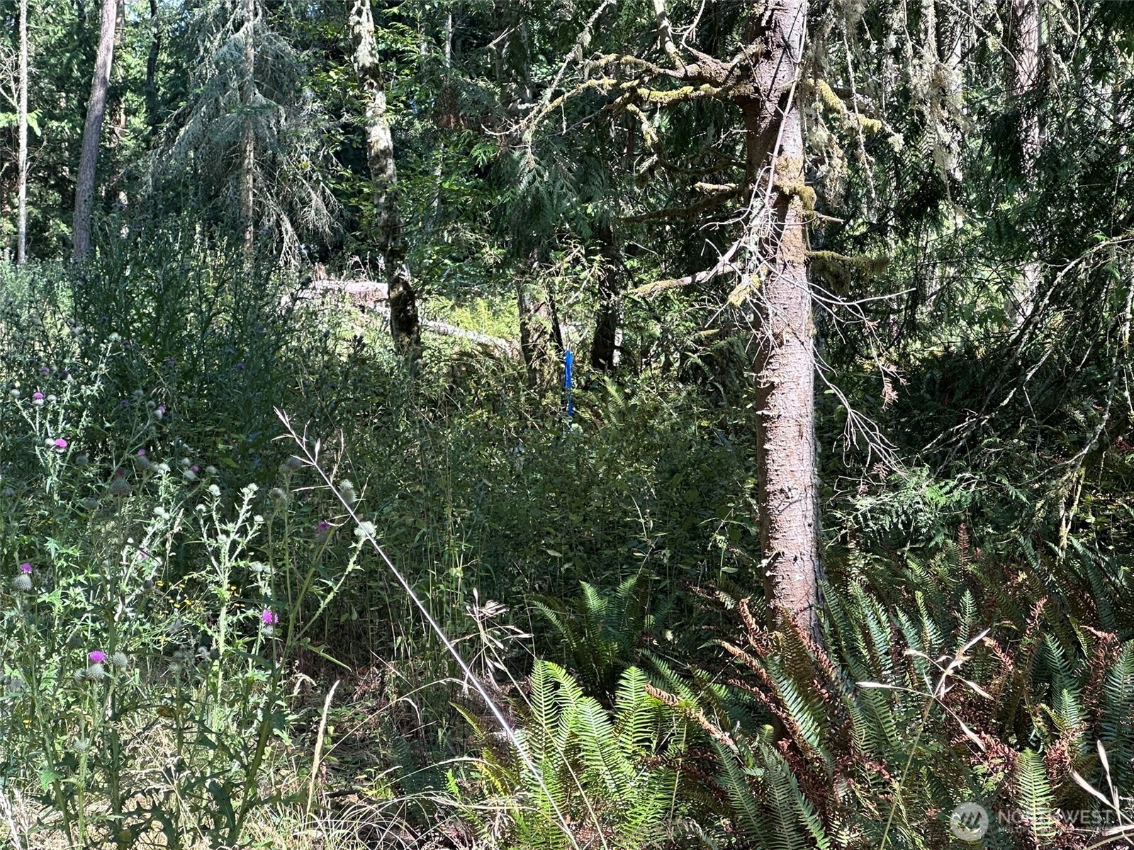 144 Took A Look Lane Sequim, WA 98382 - Photo 18 of 39 a close up of a tree