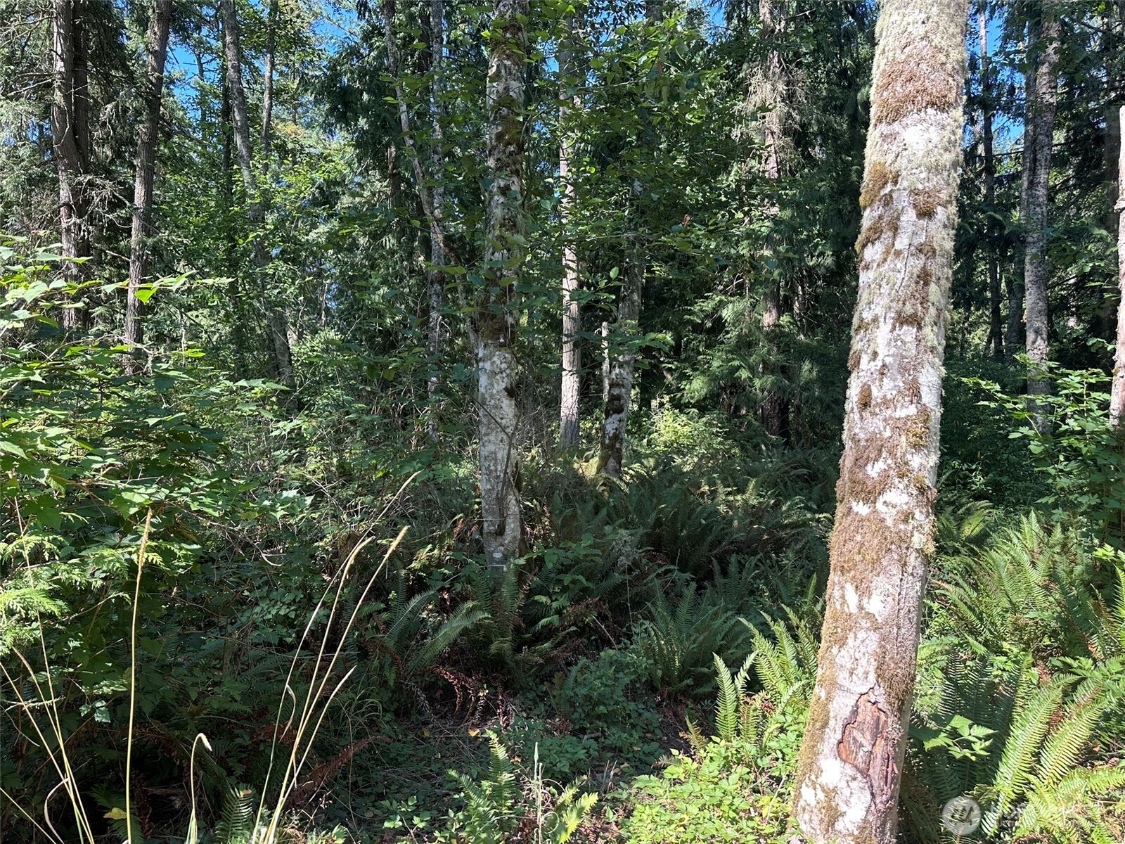 144 Took A Look Lane Sequim, WA 98382 - Photo 19 of 39 an aerial view of residential house with outdoor space and trees all around