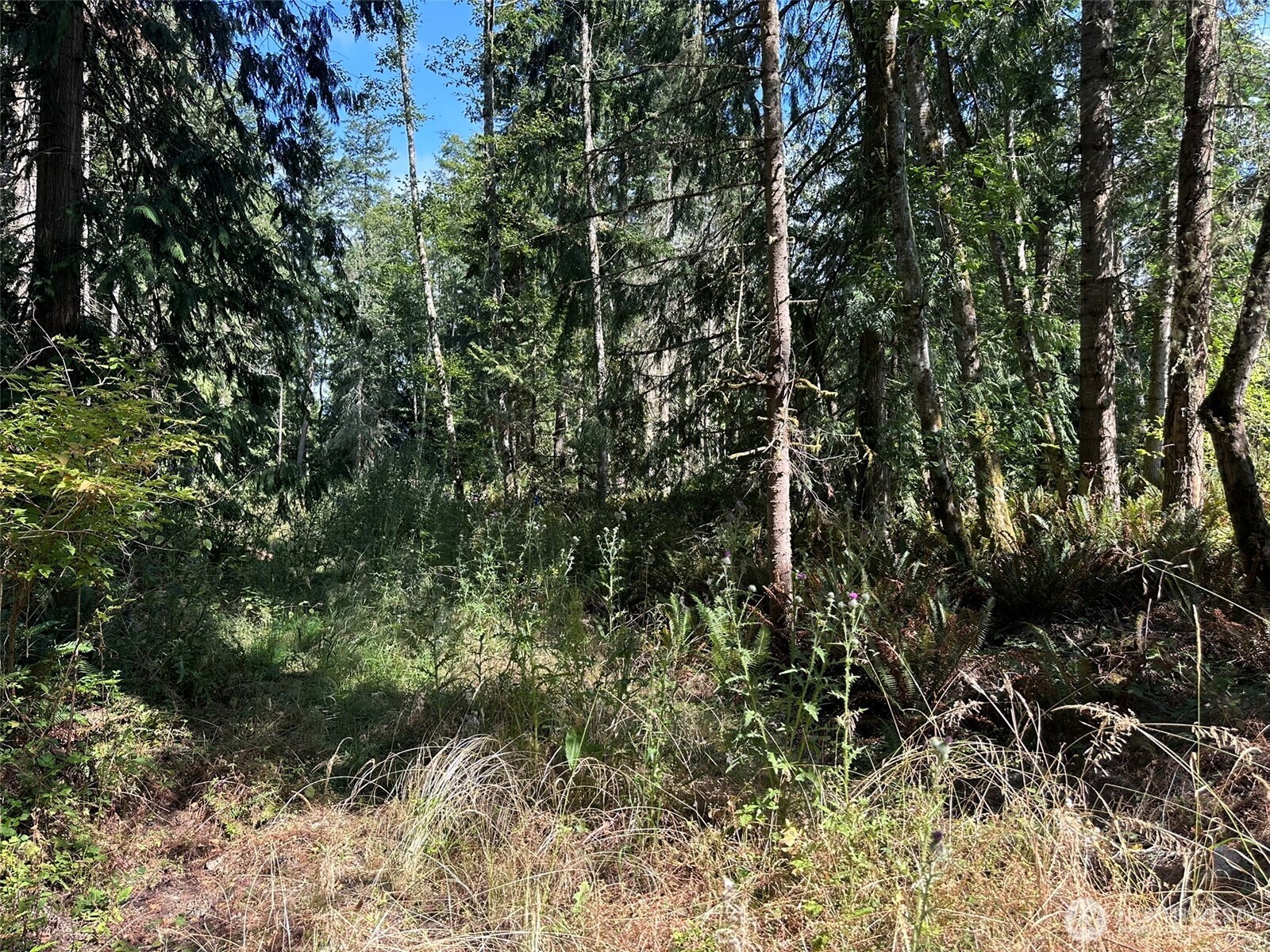 144 Took A Look Lane Sequim, WA 98382 - Photo 21 of 39 a view of a forest with a tree