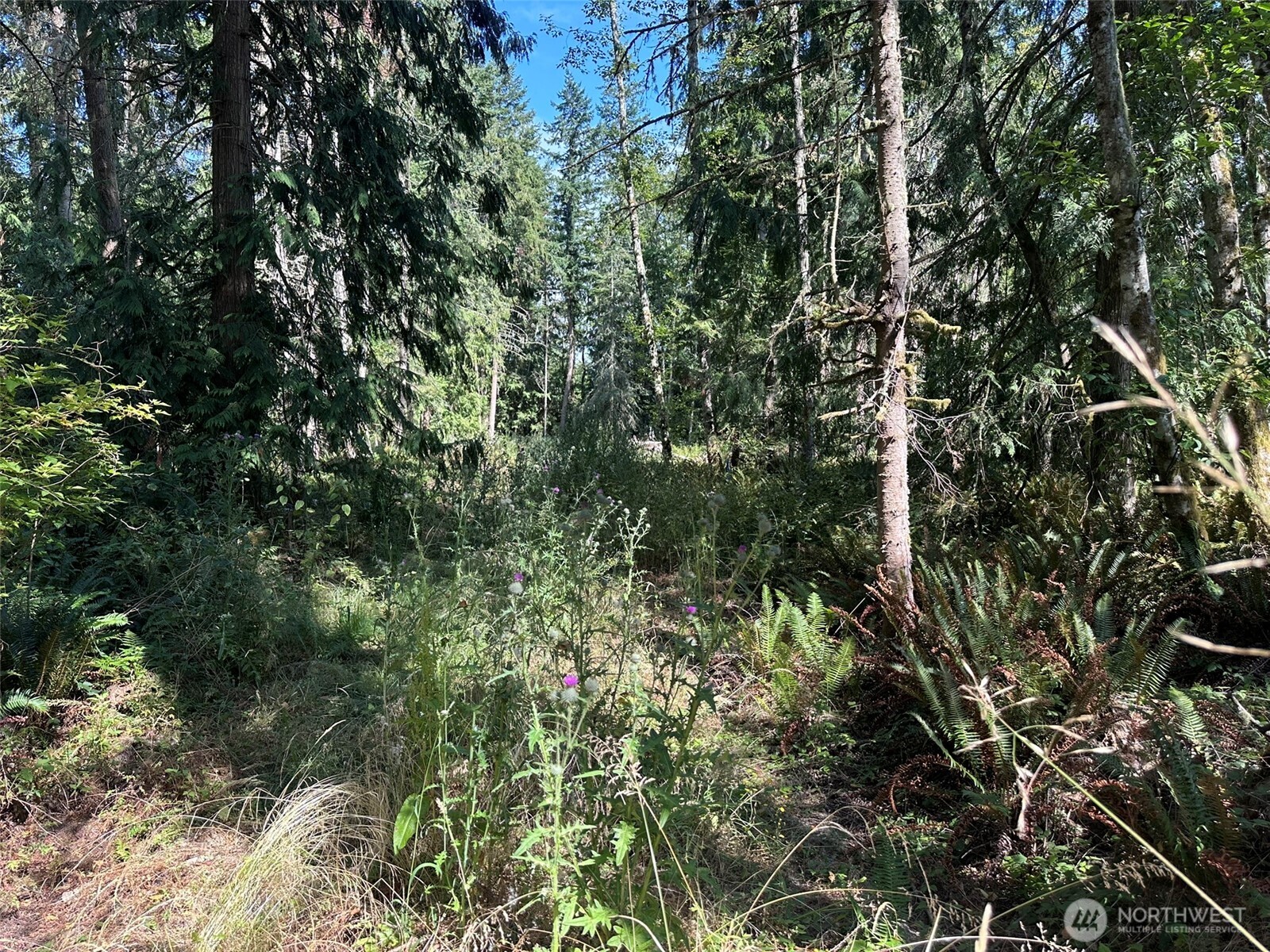 144 Took A Look Lane Sequim, WA 98382 - Photo 22 of 39 a view of a forest with a tree