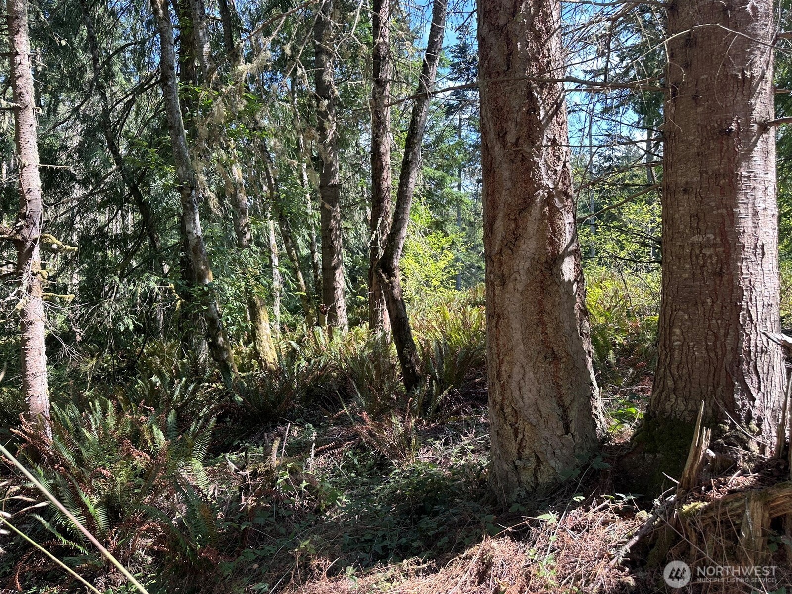 144 Took A Look Lane Sequim, WA 98382 - Photo 23 of 39 a view of a forest with large trees