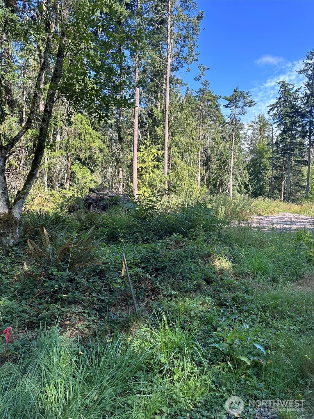 144 Took A Look Lane Sequim, WA 98382 - Photo 24 of 39 a view of outdoor space and trees