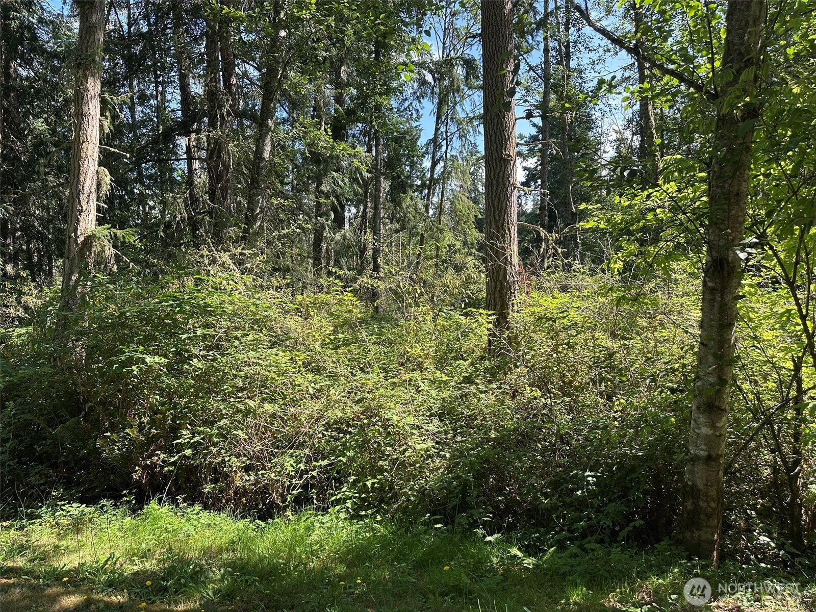 144 Took A Look Lane Sequim, WA 98382 - Photo 25 of 39 a view of forest