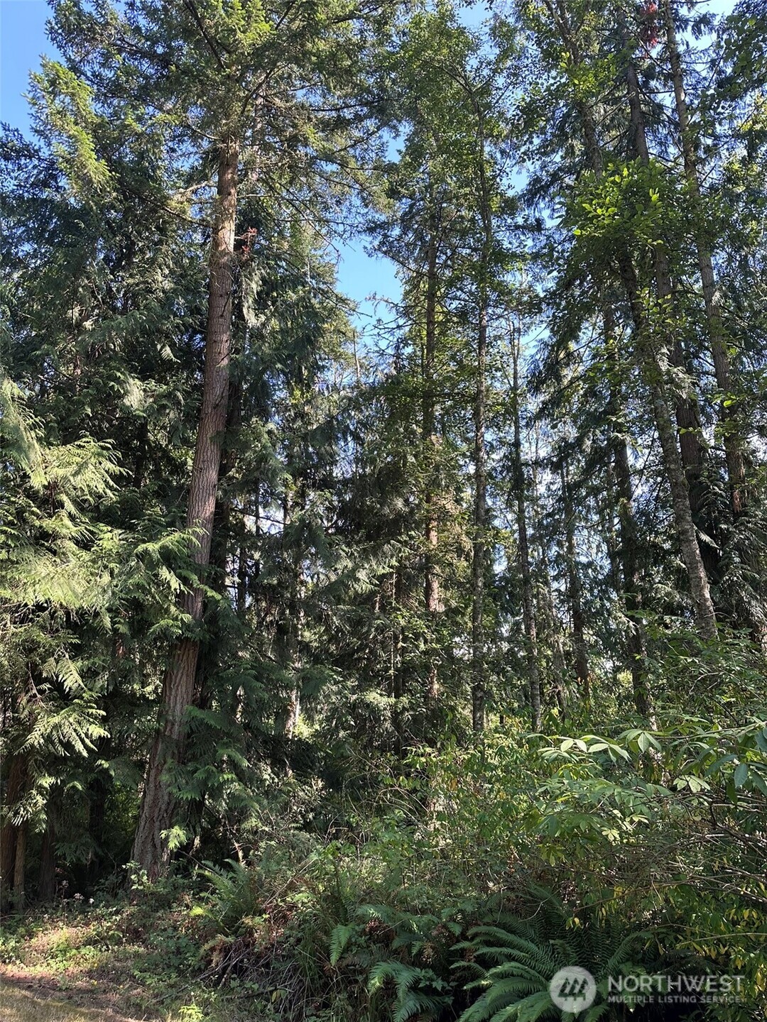 144 Took A Look Lane Sequim, WA 98382 - Photo 26 of 39 a view of a tree