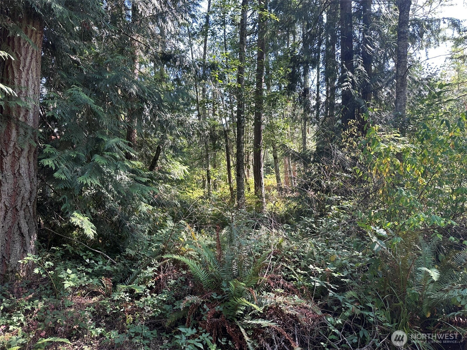 144 Took A Look Lane Sequim, WA 98382 - Photo 27 of 39 a view of forest