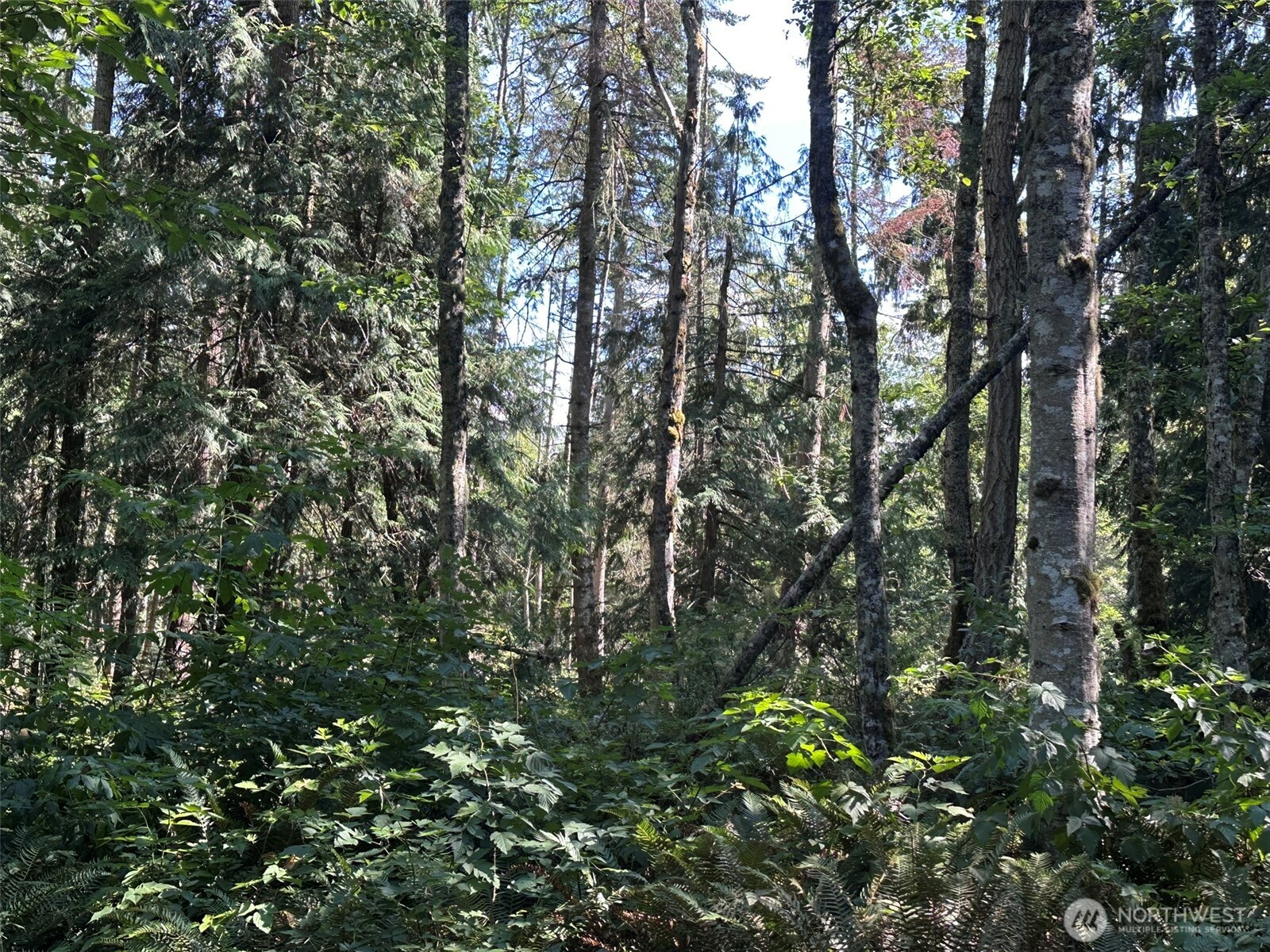 144 Took A Look Lane Sequim, WA 98382 - Photo 28 of 39 a view of a tree in a yard