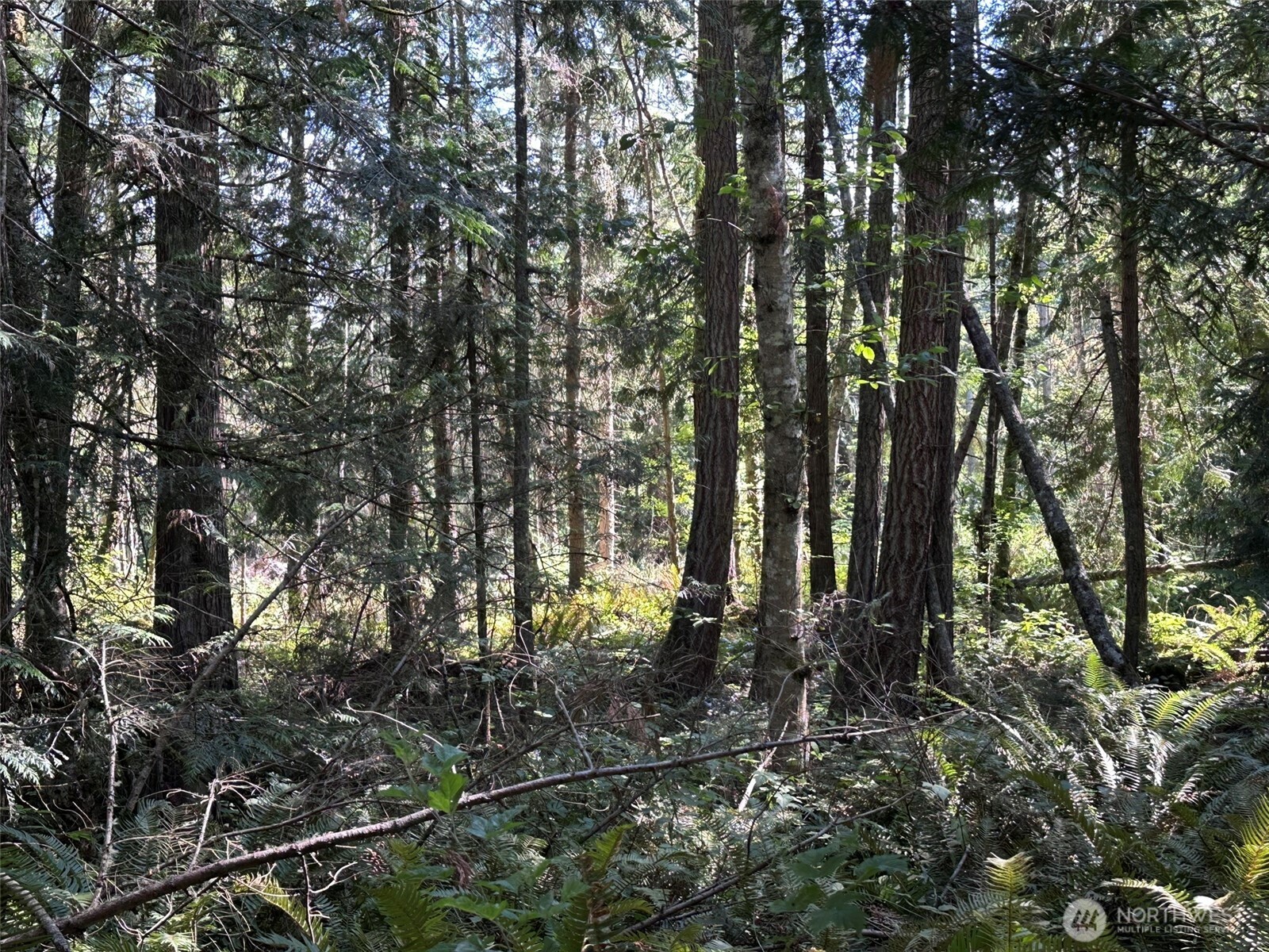 144 Took A Look Lane Sequim, WA 98382 - Photo 29 of 39 a view of a forest