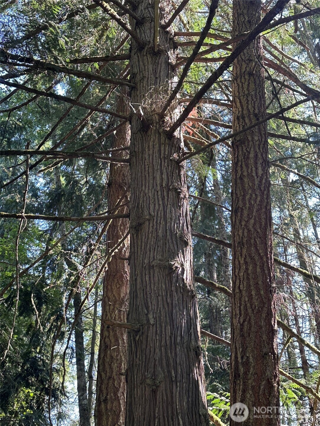 144 Took A Look Lane Sequim, WA 98382 - Photo 31 of 39 a view of forest