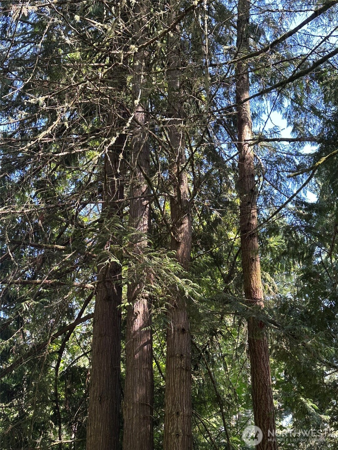 144 Took A Look Lane Sequim, WA 98382 - Photo 32 of 39 a view of tree