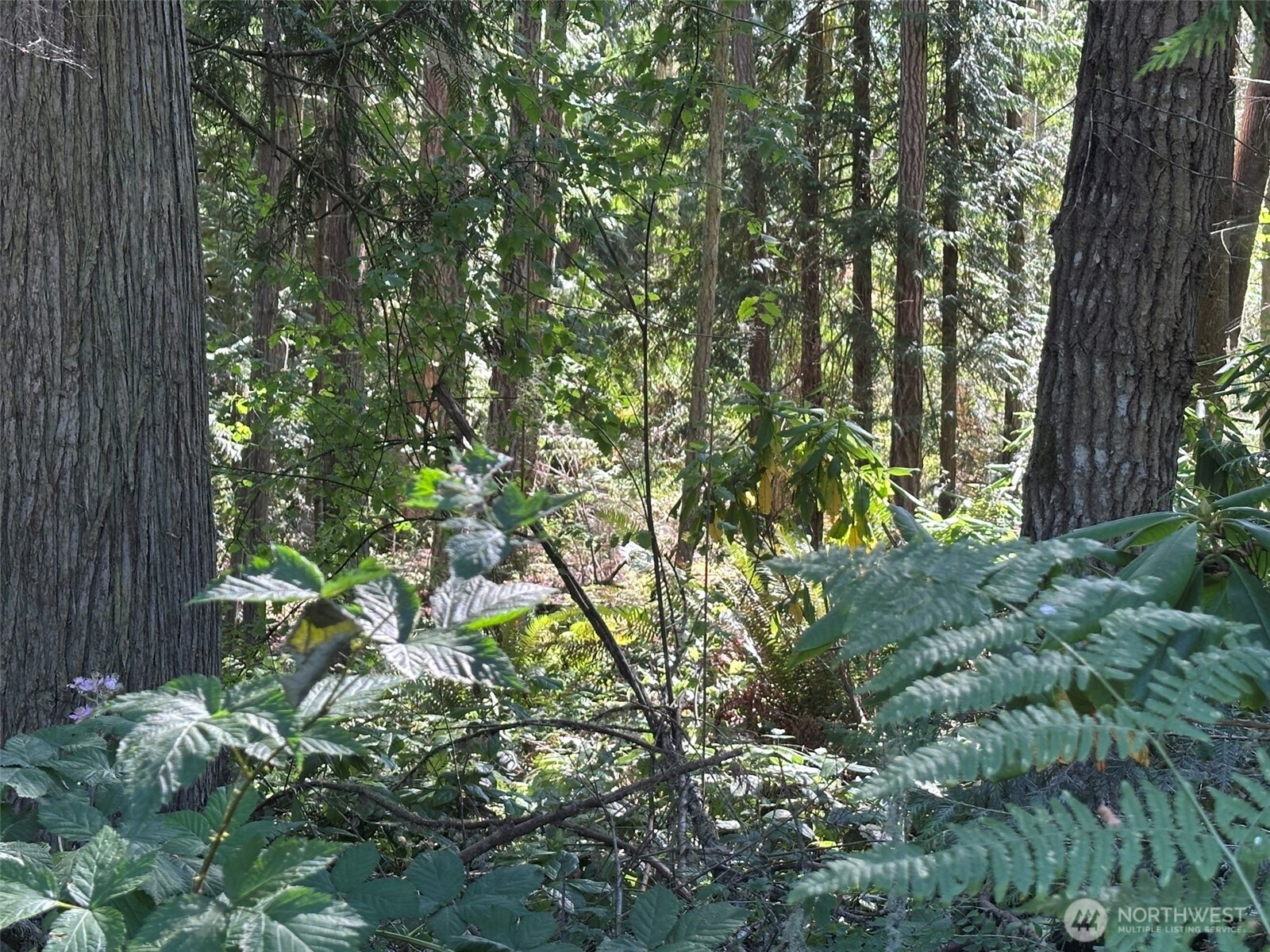 144 Took A Look Lane Sequim, WA 98382 - Photo 34 of 39 a plant view