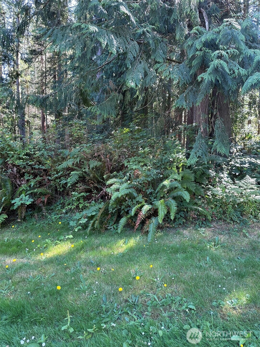 144 Took A Look Lane Sequim, WA 98382 - Photo 35 of 39 a view of a lush green forest with lots of trees