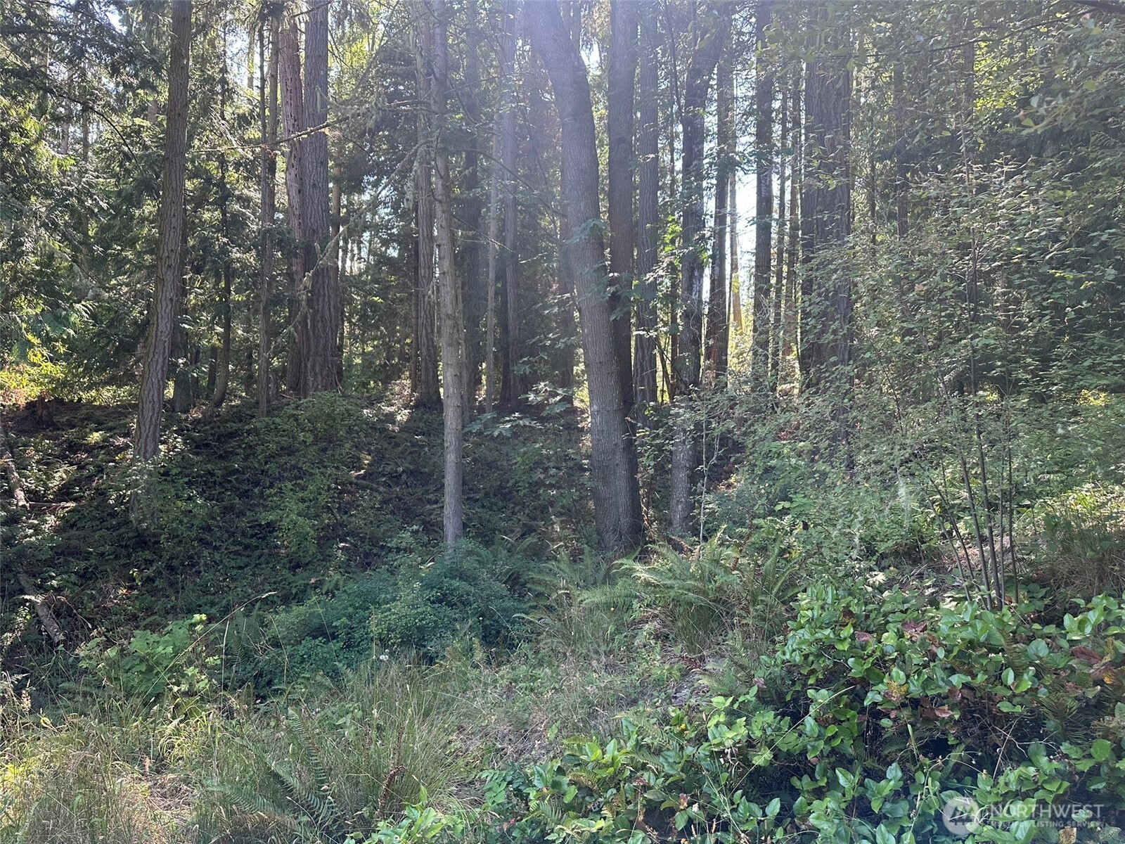 144 Took A Look Lane Sequim, WA 98382 - Photo 36 of 39 a view of a forest with trees