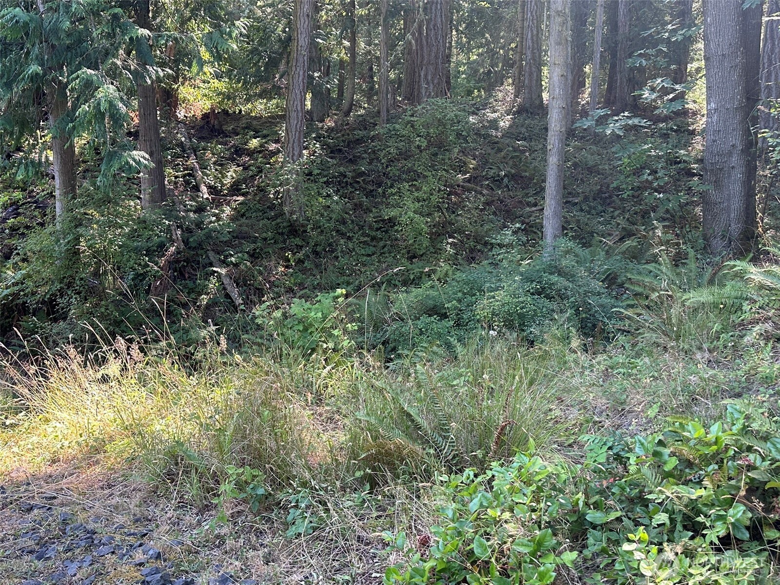 144 Took A Look Lane Sequim, WA 98382 - Photo 37 of 39 a view of a yard with large trees